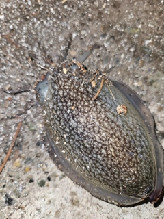 シリヤケイカの釣果