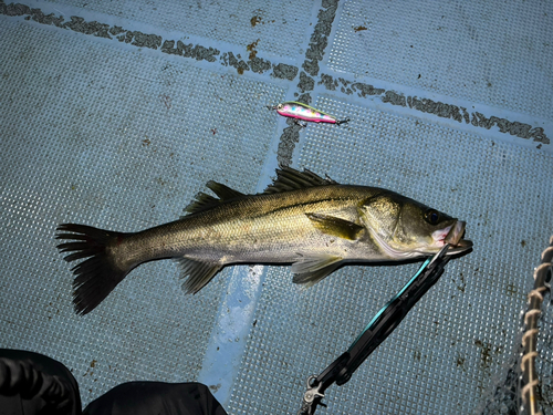 シーバスの釣果