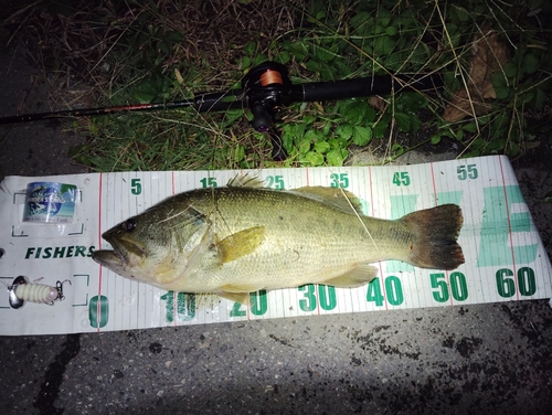 ブラックバスの釣果