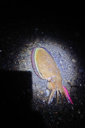 コウイカの釣果