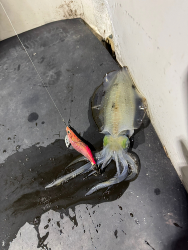 アオリイカの釣果