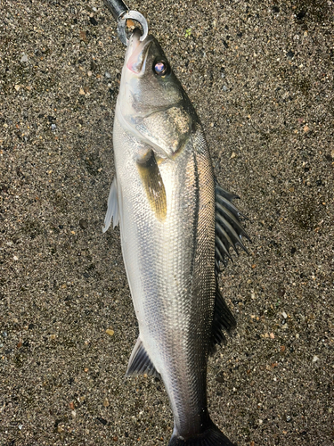 スズキの釣果