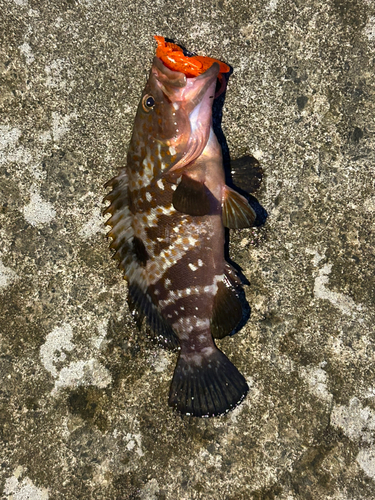 キジハタの釣果