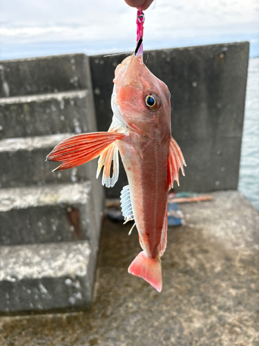 カナガシラの釣果