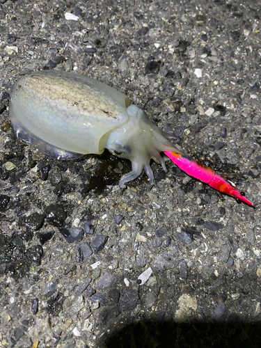 シリヤケイカの釣果