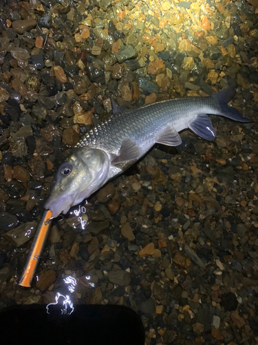 ニゴイの釣果