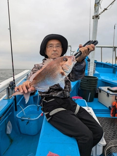 マダイの釣果