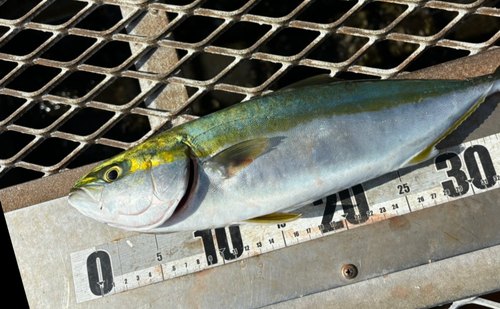 イナダの釣果