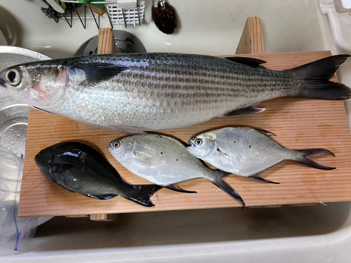 メジナの釣果