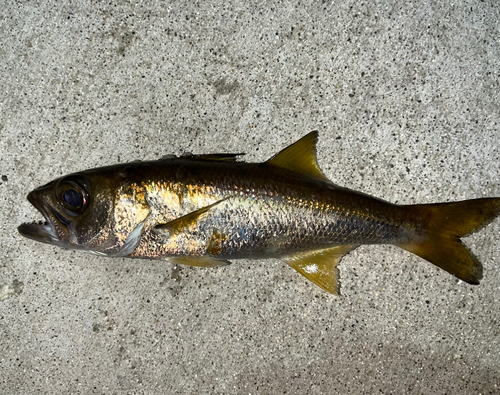 ムツの釣果