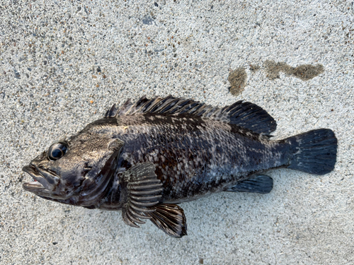 ムラソイの釣果