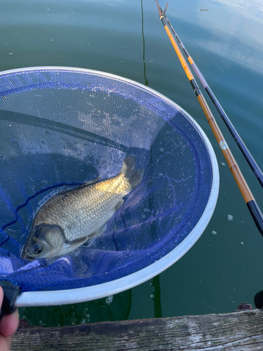 ヘラブナの釣果