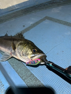 シーバスの釣果