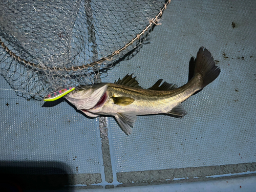 シーバスの釣果