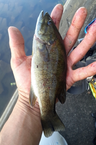 スモールマウスバスの釣果