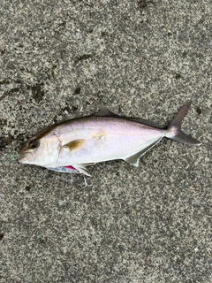 ショゴの釣果