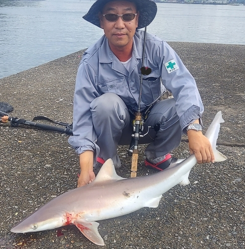 サメの釣果