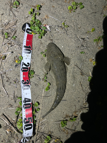 マゴチの釣果