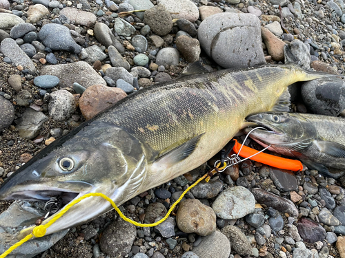 アキアジの釣果