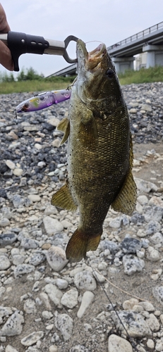 スモールマウスバスの釣果