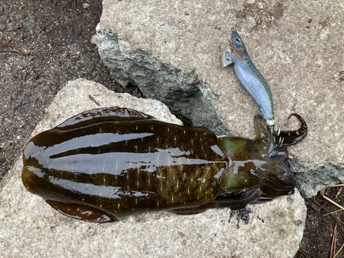 アオリイカの釣果