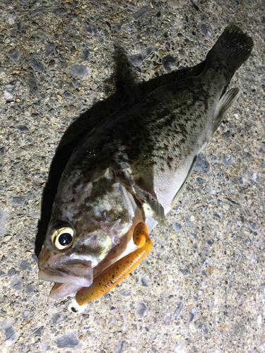 クロソイの釣果