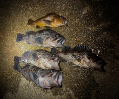 クロソイの釣果