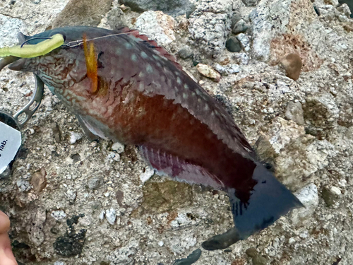 ホシササノハベラの釣果