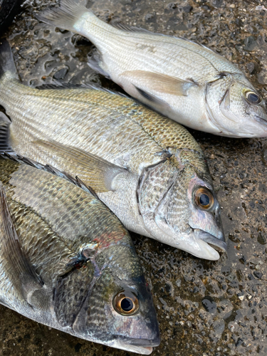 チヌの釣果