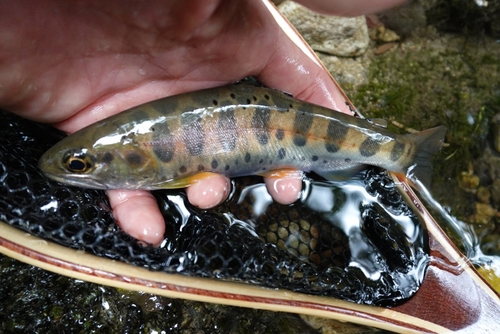 ヤマメの釣果