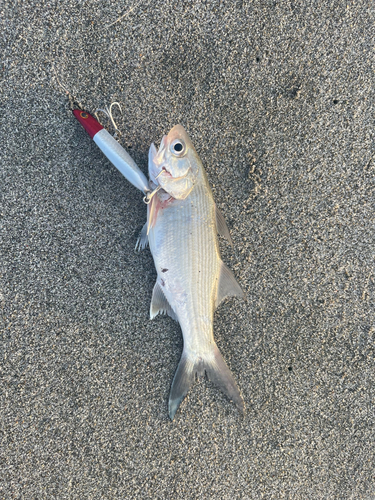 ツバメコノシロの釣果