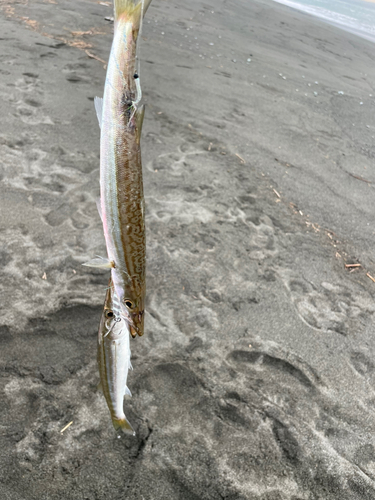 アカカマスの釣果