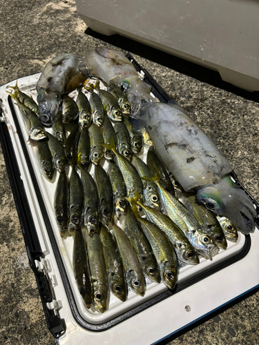 アジの釣果