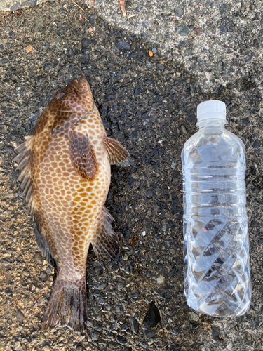 オオモンハタの釣果