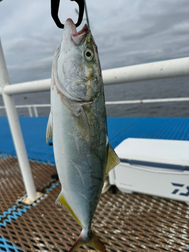 イナダの釣果