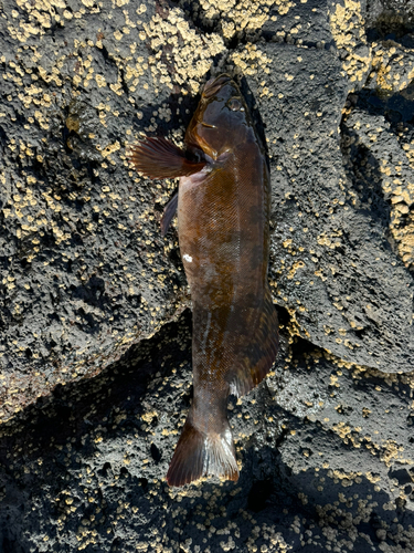 アイナメの釣果