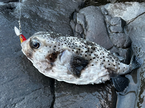 イシガキフグの釣果