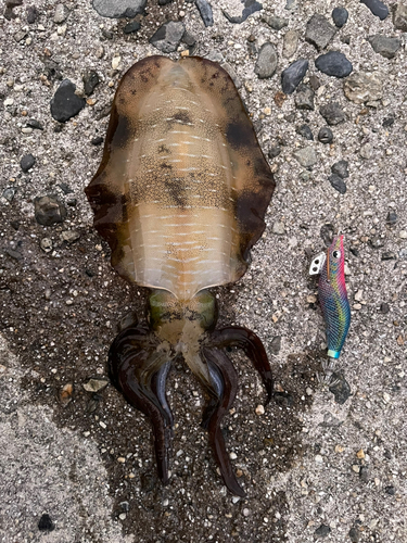 アオリイカの釣果