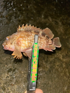 カサゴの釣果