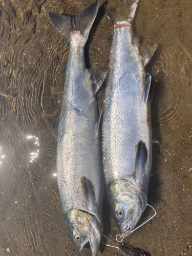 アキアジの釣果