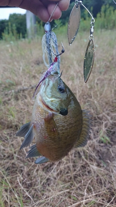 ブルーギルの釣果