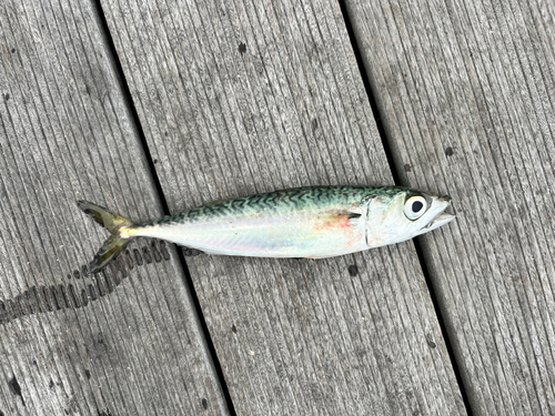 マサバの釣果