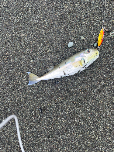 クサフグの釣果