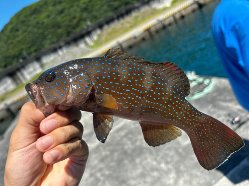 アオノメハタの釣果