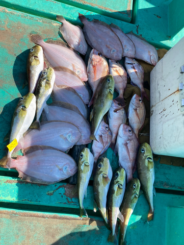 マダイの釣果