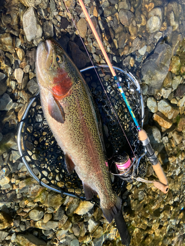 ニジマスの釣果