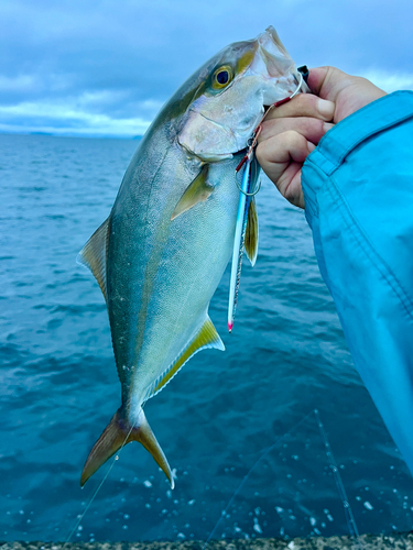 ネリゴの釣果