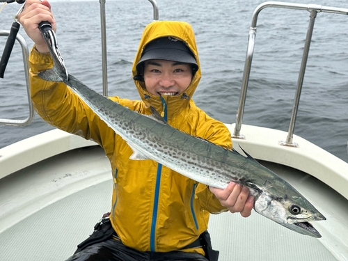 サワラの釣果