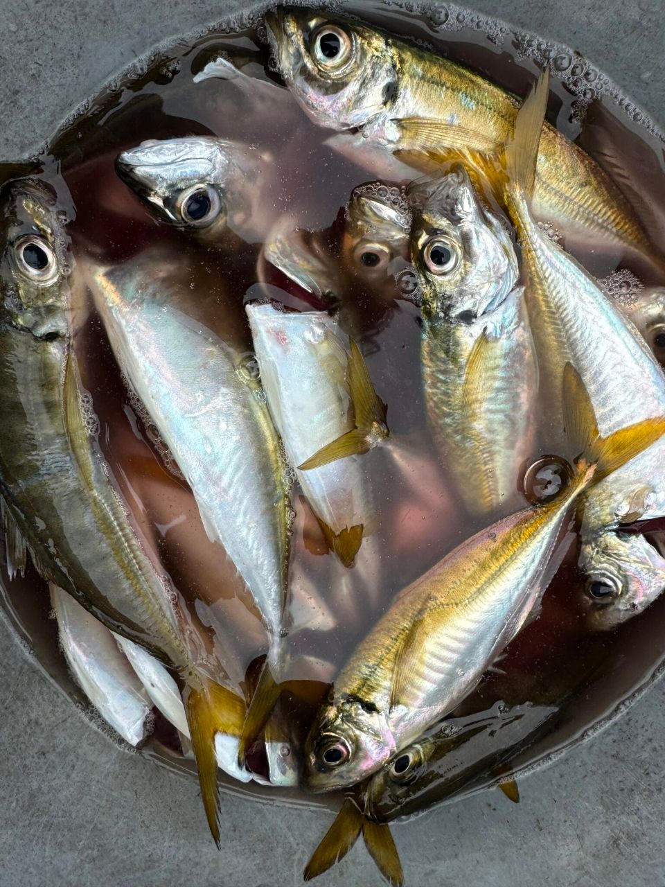 KAZUボート 釣果さんの釣果 3枚目の画像