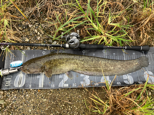 ナマズの釣果